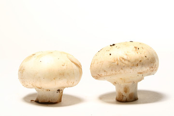 champignon