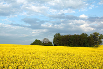 Wall Mural - Colorful spring landscape