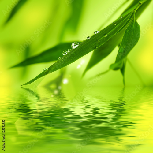 Fototapeta na wymiar Bamboo leaves over water