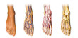 Human foot anatomy cross sections