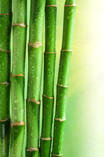 Plakat na zamówienie bamboo background