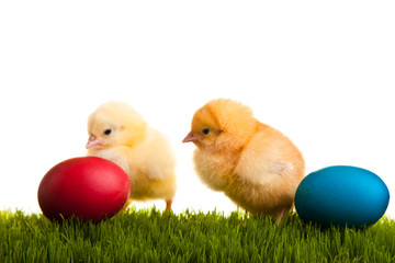 Easter eggs and chickens on green grass on white isolated backgr