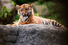 Cute Sumatran Tiger Cub
