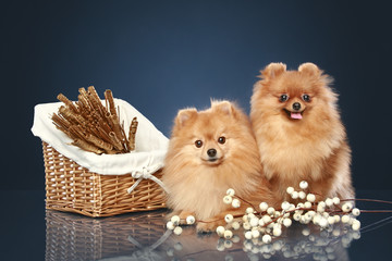 Sticker - Two Spitz funny puppies with wicker basket