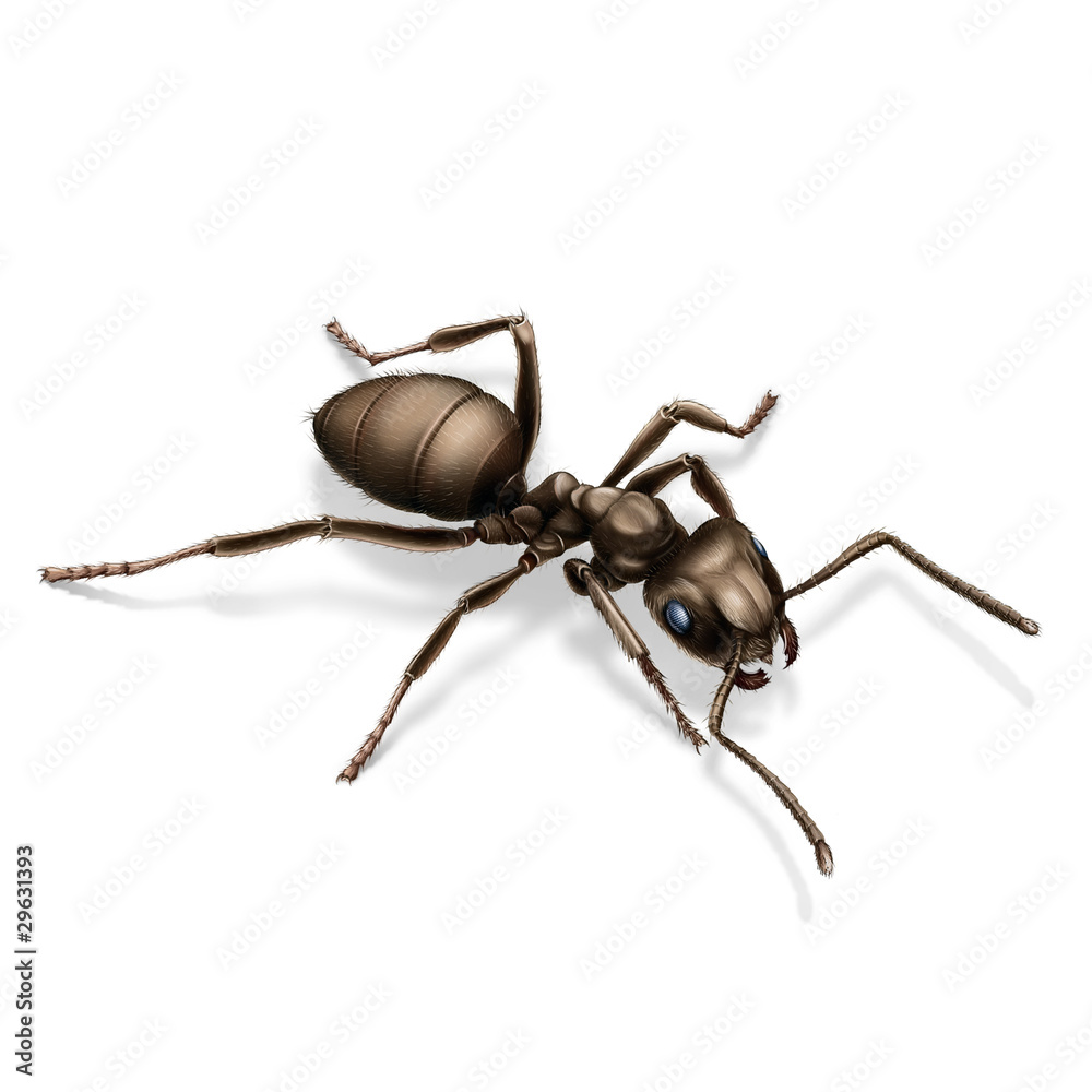 mrówka czerwona - obrazy, fototapety, plakaty 