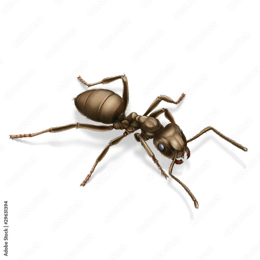 mrówka czerwona - obrazy, fototapety, plakaty 