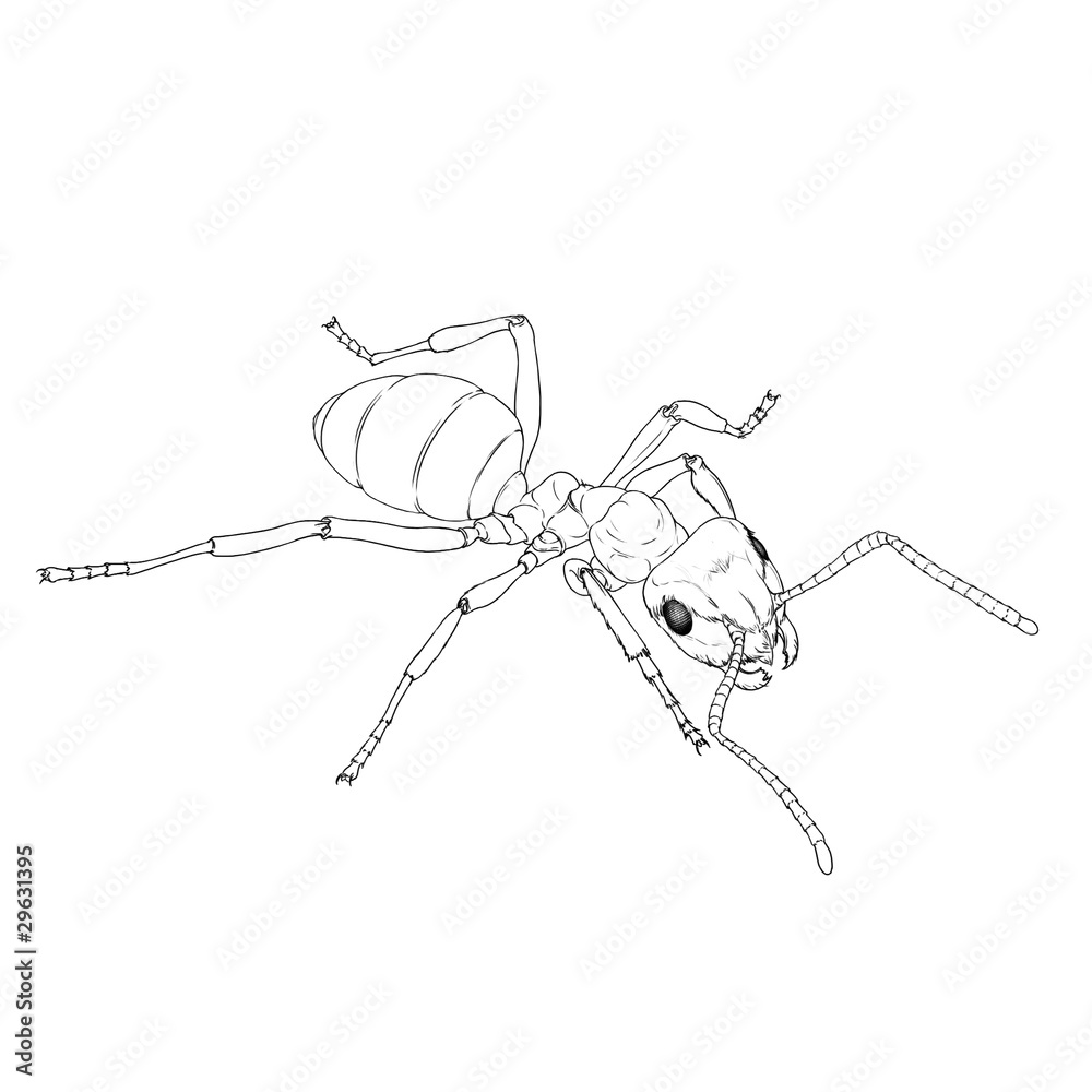 mrówka kontur - obrazy, fototapety, plakaty 