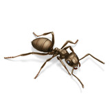 Fototapeta  - mrówka czerwona
