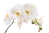 Fototapeta  - orchid