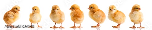 Fotografía Chickens in differens poses isolated on white