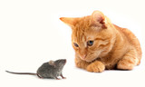 Fototapeta Koty - Mouse and cat