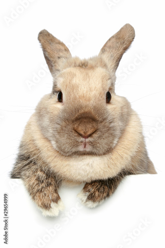Fotografie, Obraz Rabbit. Close-up portrait on a white background