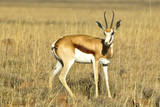 Fototapeta Sawanna - Young springbok antelope