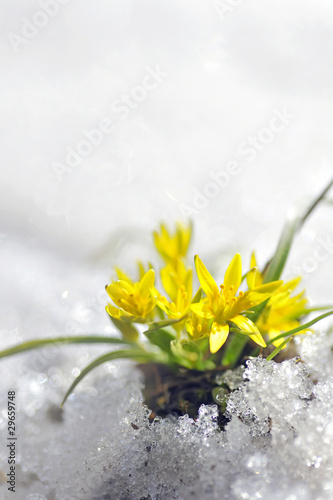 Naklejka - mata magnetyczna na lodówkę spring yellow flower