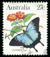 Vintage Postcard Butterfly Free Stock Photo - Public Domain Pictures