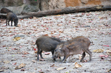 Wild Boar