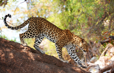 Leopard standing on the tree