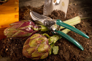 Canvas Print - artichoke with garden tools