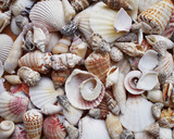 Fototapeta Łazienka - Variety of sea shells & clams closeup, center focused