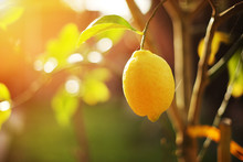 Ripe Lemon On Tree. Closeup, Shallow DOF