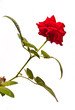 Alex's red rose on white isolated