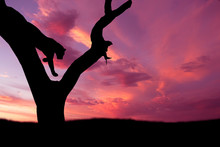 African Leopard Jumping Down Tree Silhouette