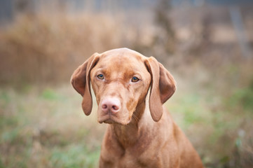 Wall Mural - Hungarian Vizsla Dog Close-up