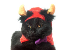 Black Cat Devil