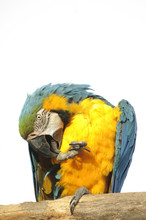 Macaw Perched Preening