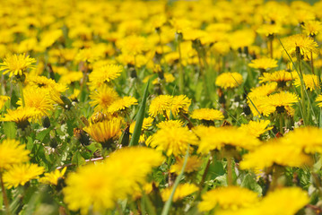 Dandelions