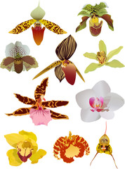 Sticker - set of ten isolated orchids