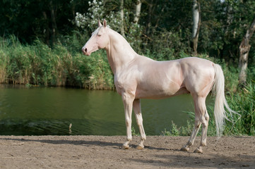 Wall Mural - cremello akhal-teke horse stallion portrait