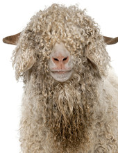 Close-up Of Angora Goat In Front Of White Background