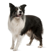 Border Collie Standing In Front Of White Background