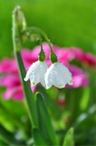 Fototapeta Tulipany - Frühlingsblumen