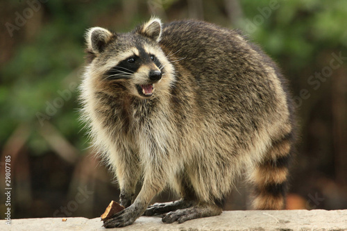 Fotografía Cute raccoon nibles a chocolate cookie