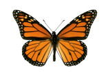 Fototapeta Miasto - Butterfly, Monarch, Milkweed, Wanderer, Danaus plexippus, male,