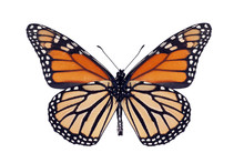 Butterfly Underside, Monarch, Milkweed, Wanderer, Danaus Plexipp