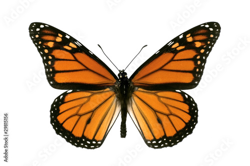 Fotografie, Obraz Butterfly, Monarch, Milkweed, Wanderer, Danaus plexippus, male,