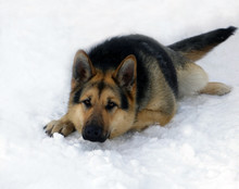 The  Dog Of Breed A German Shepherd On Snow