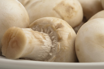 Canvas Print - mushroom pile closeup