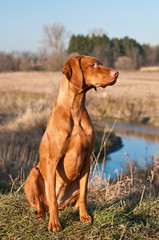 Wall Mural - Vizsla Dog Sitting in a Field