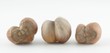 mutation of hazelnuts