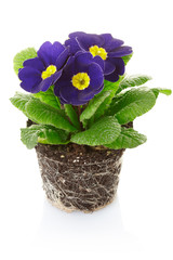 Wall Mural - Primrose flower