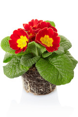 Wall Mural - Primula, spring flower