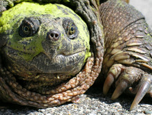 Chelydra Serpentina (Common Snapping Turtle)