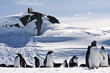 large group of penguins
