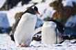 Two penguins  in Antarctica
