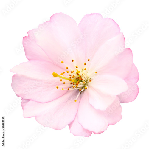 Freigestellte Nahaufnahme einer Kirschblüte