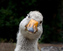 Fullface Portrait Of Curiously Looking Goose
